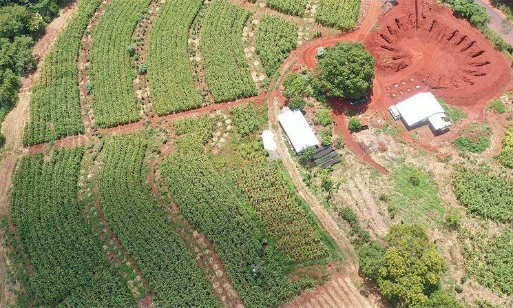 ART Agricultura regenerativa tropical (regenerative Landwirtschaft in den Tropen) in Brasilien