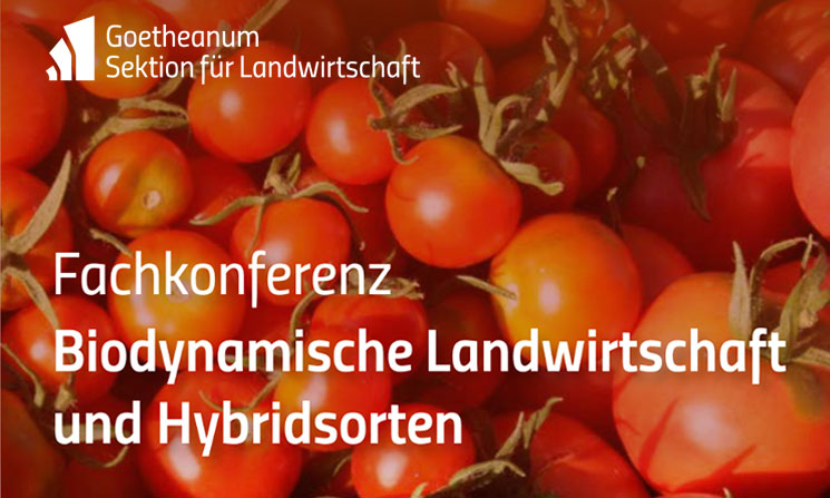 Biodynamische Landwirtschaft und Hybridsorten